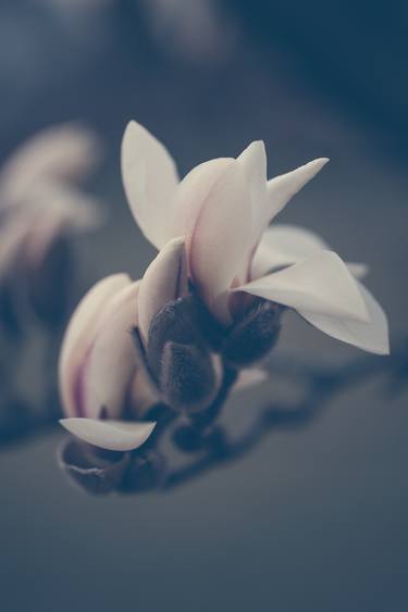 Original Conceptual Botanic Photography by Jenny Rainbow