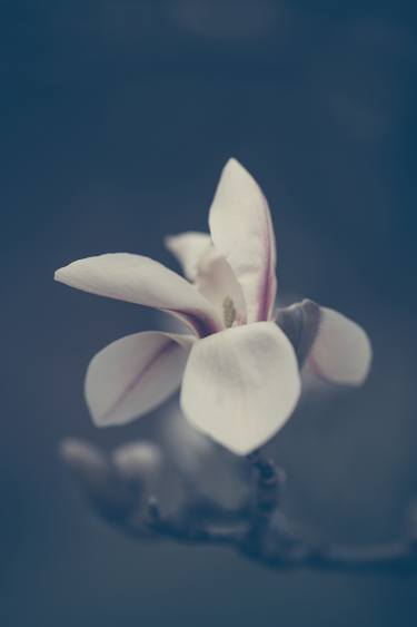 Original Conceptual Botanic Photography by Jenny Rainbow