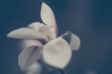 Zen Magnolia Flower Boho Style 5 thumb