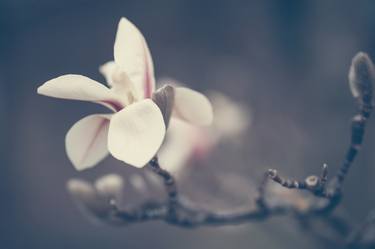 Zen Magnolia Flower Boho Style 6 thumb