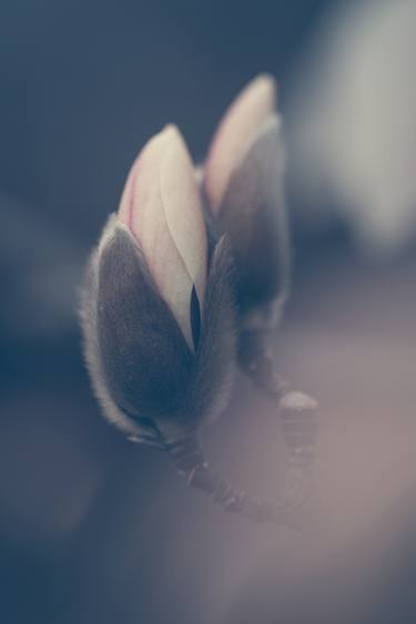 Zen Magnolia Flower Buds Boho Style thumb