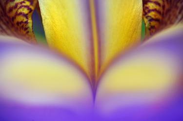 Original Abstract Botanic Photography by Jenny Rainbow