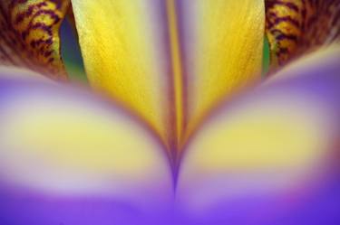 Original Botanic Photography by Jenny Rainbow