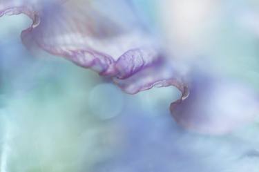 Original Abstract Botanic Photography by Jenny Rainbow