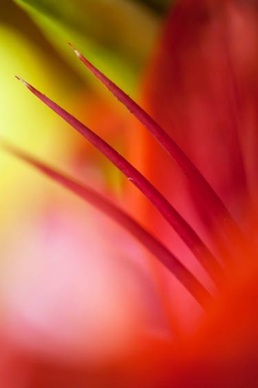 Original Abstract Botanic Photography by Jenny Rainbow
