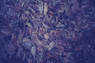 Purple Carpet Of Frozen Leaves thumb