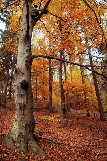 Memory of the Trees - Autumn thumb