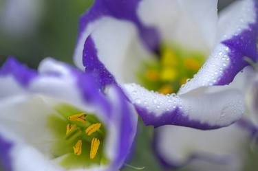 Lisianthus Open Hearts thumb