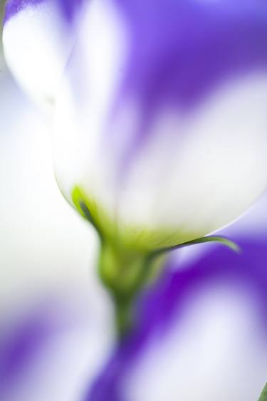 Original Abstract Botanic Photography by Jenny Rainbow