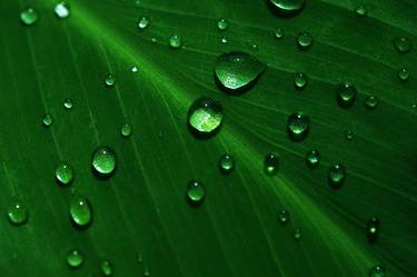 Rain Drops On Green Leaf - Limited Edition of 20 thumb