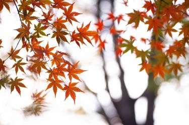 Japanese Maple Leaves Poetry thumb
