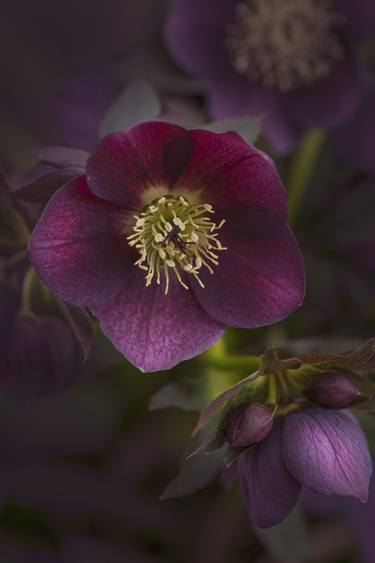 Dark Christmas Rose - Limited Edition of 25 thumb