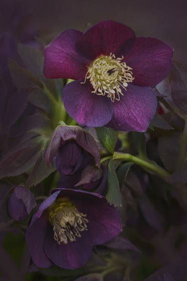 Dark Christmas Roses - Limited Edition of 25 thumb