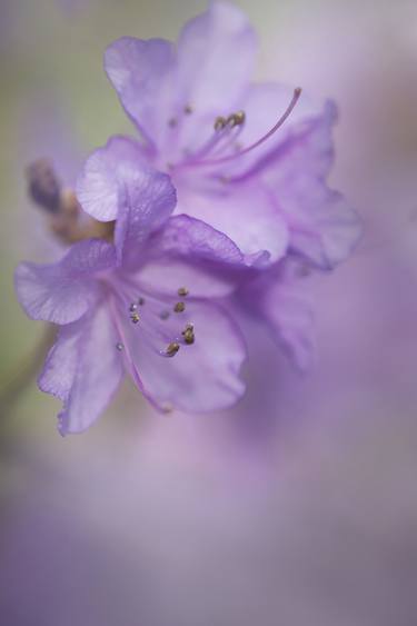 Purple Bloom Of Rhododendron Dauricum - Limited Edition of 25 thumb