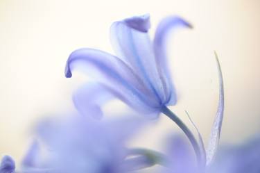 Blue Light of Wild Hyacinth - Limited Edition of 25 thumb