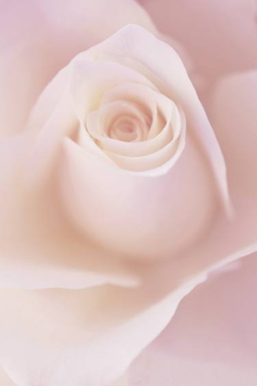Glowing Rose - Gentle Pink thumb