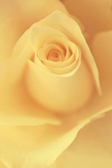 Glowing Rose - Gentle Gold - Limited Edition of 25 thumb