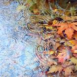 Autumn reflection by Rukiye Garip