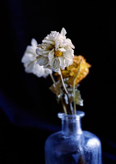 Print of Fine Art Floral Photography by Vendy Mlejnska