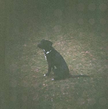 Dog On Moor thumb