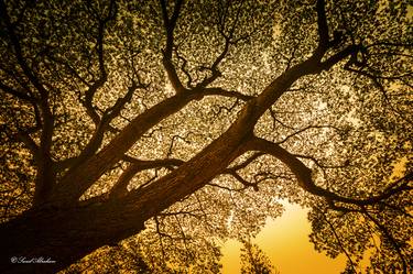 Tree at Cubbon - Sunset - Limited Edition 1 of 1 thumb