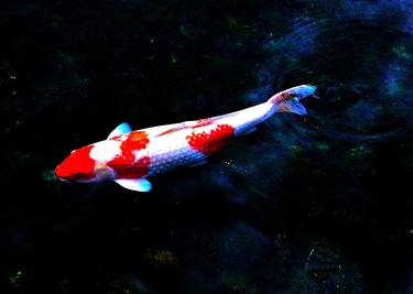 A Single Colorful Koi in Japan V thumb