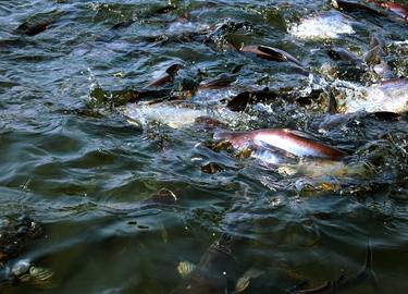 THA02-Large Group of Fish in Pond in Thailand thumb