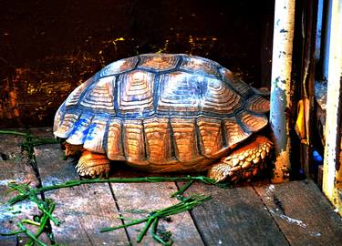 THA10-Tortoise for sale in Thailand thumb