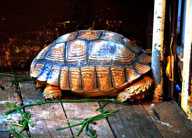 Print of Animal Photography by Clement Tsang