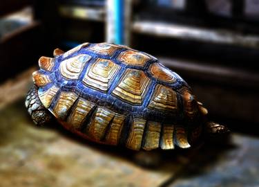 THA11-Tortoise for sale in Thailand thumb