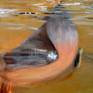 This is an actual screen of a bird uses her best way to drink water from a pond.
