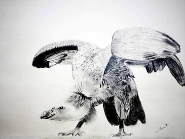 Original Realism Animal Drawings by Clement Tsang