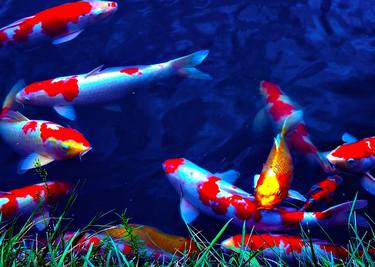 Colorful Koi in Pond in Japan I thumb