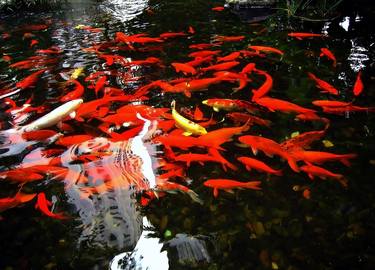 Print of Realism Animal Photography by Clement Tsang