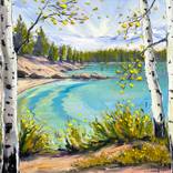 Collection Birch, Aspen & Trees