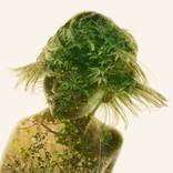 Leaf Dance by Christoffer Relander