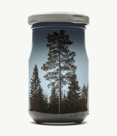 Jarred Pine Tree - Limited Edition of 6 thumb