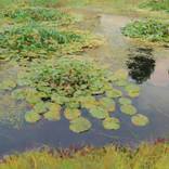 A Little Pond by Collection Red