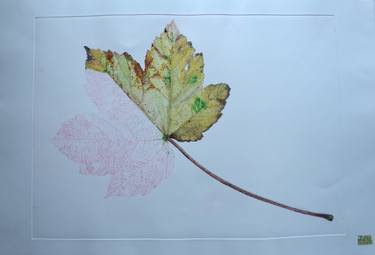 Original Conceptual Botanic Printmaking by Juan Guízar