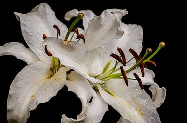 Original Fine Art Floral Photography by LISA POWERS