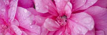 Morning Dew on Pink Petals-Photography by LISA POWERS thumb