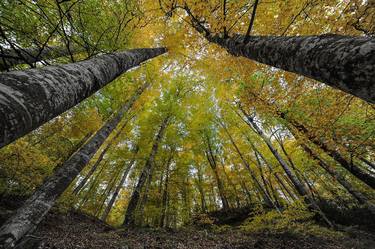 Original Fine Art Nature Photography by Emre Ogan