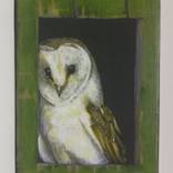 Barn owl by steven ferguson