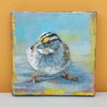 White throated Sparrow by steven ferguson