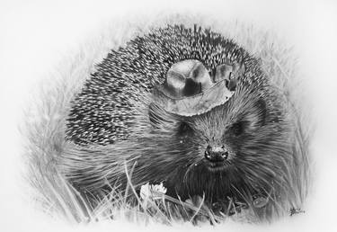 Original Fine Art Animal Drawings by Maria Bozina