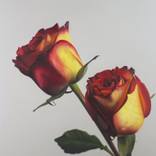Roses II by Carlos Bruscianelli