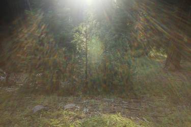 Sun in Sequoias thumb