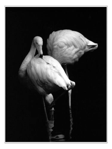 Original Animal Photography by Michael Markiw