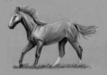 Original Figurative Horse Drawings by Shaun Jones
