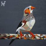Geo Finch by Jeremy Strack
